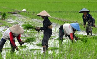 PRODUKSI PADI KULONPROGO : Terapkan Tanam Jajar Legowo, Produksi Padi Meningkat