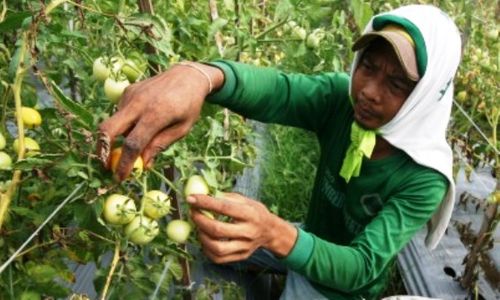 Foto Tomat Kediri Kini Hanya Rp1.500/Kg