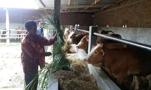 PETERNAKAN SAPI BOYOLALI : Desa Kenteng Jadi Percontohan Pembibitan Sapi Potong