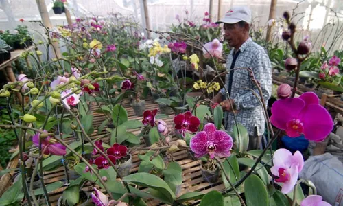 FOTO TANAMAN ANGGREK : Petani Kopeng Kembangkan Anggrek Taiwan