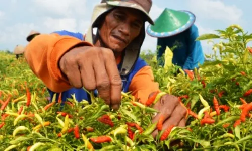 5 Daerah Penghasil Cabai Rawit Terbanyak di Jatim, Nomor 1 Kabupaten Kediri