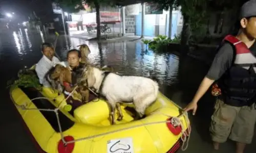 FOTO BANJIR BLITAR : Begini Warga Mengungsi Bersama Ternak