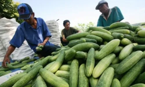 Foto Mentimun Kediri Kini Hanya Rp500/Kg