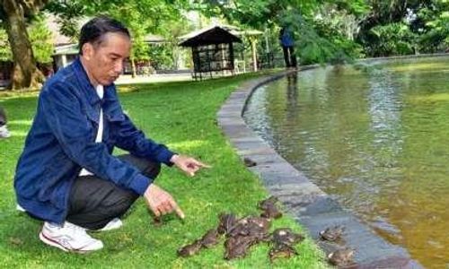 AGENDA PRESIDEN : Tak Cuma Burung, Jokowi Lepas Ratusan Kodok di Istana Bogor