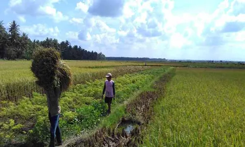 HIBAH DAN BANSOS : Gapoktan Harus Berbadan Hukum, Bikin Petani Repot