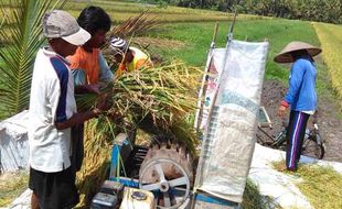 DIY Menyuplai Produksi Padi Nasional