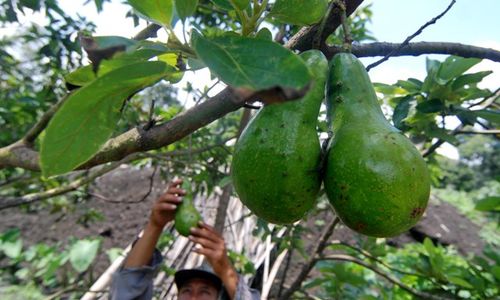 FOTO PANEN BUAH ALPUKAT : Lima Tahun Terakhir Produktivitas Holtikultura Meningkat