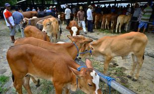 HARGA KEBUTUHAN POKOK : Harga Daging Sapi Tinggi, Harga Sapi Hidup Turun Rp500.000 per Ekor