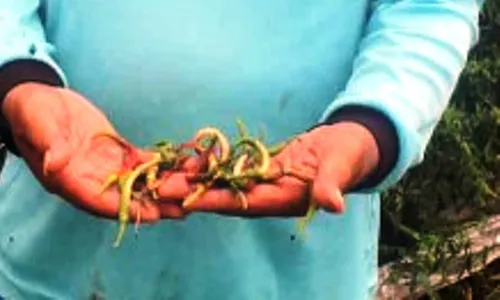 PERTANIAN TULUGAGUNG : Petani Cabai Tulungagung Waswas Curah Hujan Tinggi