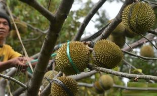 Foto Durian Madiun Bisa Rp15.000/Buah