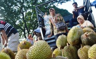 FOTO PERKEBUNAN MADIUN : Begini Menggiurkan Durian Madiun…