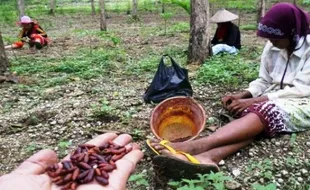 Foto Ulat Jati Tuban Rp5.000/Cangkir