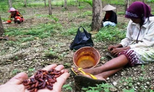 Foto Ulat Jati Tuban Rp5.000/Cangkir