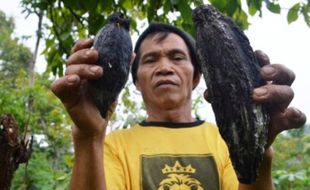 FOTO PERTANIAN MADIUN : Kakao Wilis Diserang Penggerek Buah