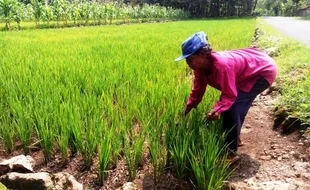 PACEKLIK GUNUNGKIDUL : Muncul Ulat Jati, Apakah Pertanda akan Paceklik Seperti Tahun 1962?