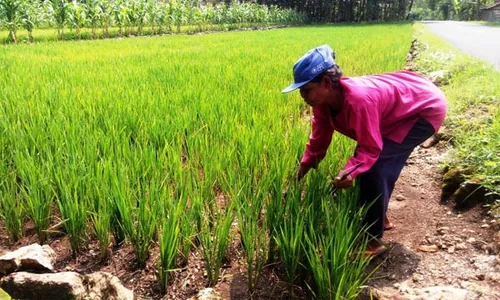 PACEKLIK GUNUNGKIDUL : Muncul Ulat Jati, Apakah Pertanda akan Paceklik Seperti Tahun 1962?