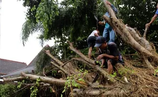 ANGIN KENCANG BLITAR : Puting Beliung Terjang Blitar, Pohon Bertumbangan