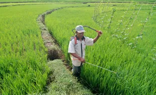 SAWAH TADAH HUJAN : Anomali Cuaca Ancam Panen Petani