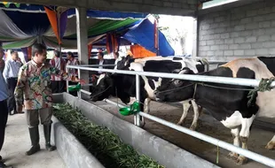 SAPI PERAH BOYOLALI : Klaster Sapi Perah Samiran Selo Bidik Produksi 25Liter/Ekor/Hari