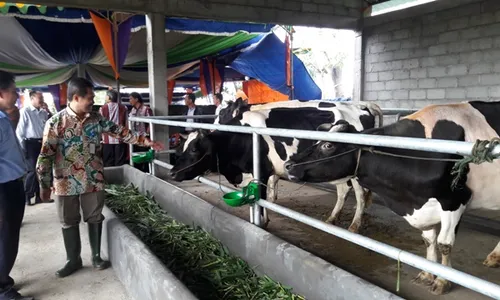 SAPI PERAH BOYOLALI : Klaster Sapi Perah Samiran Selo Bidik Produksi 25Liter/Ekor/Hari