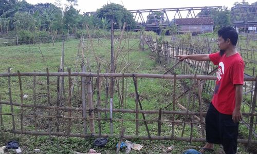 PENGHIJAUAN SOLO : 960 Bibit Pohon di Bantaran Bengawan Solo Mati, Ini Penyebabnya