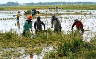 BANJIR MAGETAN : Sawah Terendam Banjir, Petani Kartoharjo Panen Dini