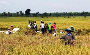 PENYERAPAN BERAS : Kodim Bojonegoro Dukung Bulog Serap Beras Petani 