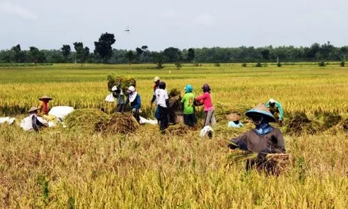 PENYERAPAN GABAH : Bulog Bojonegoro Serap 24.840 Ton Gabah Petani