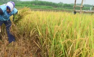 PERTANIAN MAGETAN : Tenaga Penyuluh Pertanian di Magetan Minim, Ini Dampaknya