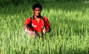 PERTANIAN NGAWI : Bulog Madiun Kesulitan Serap Gabah Petani Ngawi, Ini Penyebabnya