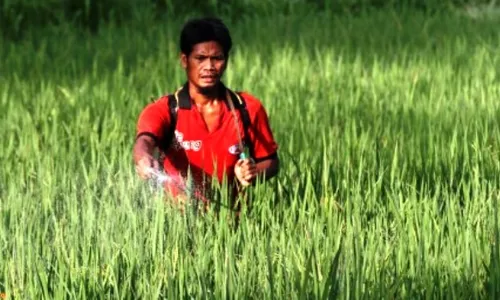 Foto Pertanian Ngawi Songsong Panen