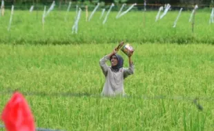 FOTO PERTANIAN PONOROGO : Hama Burung Ganggu Petani Ngindeng