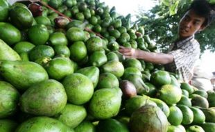 Ini Lima Daerah Penghasil Buah Alpukat Terbanyak di Jawa Timur