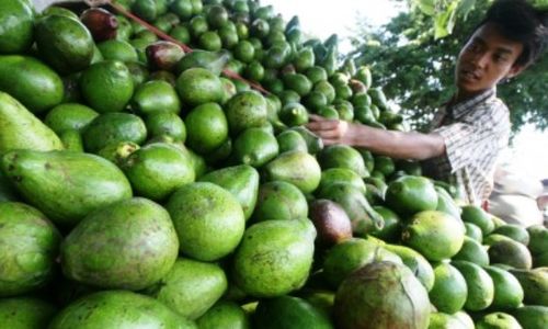 Ini Lima Daerah Penghasil Buah Alpukat Terbanyak di Jawa Timur