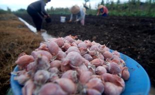 FOTO TANAM BAWANG : Stok Langka, Harga Bibit Bawang Merah Naik