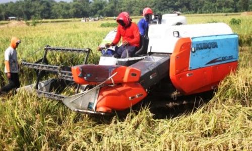 FOTO PERTANIAN NGAWI : Begini Combine Harvester Petani Ngawi