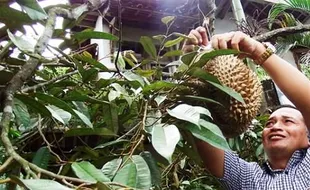 POTENSI DESA DI KULONPROGO : Tawangsari Perkuat Diri Jadi Desa Agrowisata