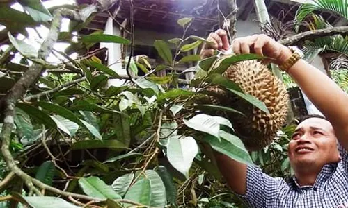 POTENSI DESA DI KULONPROGO : Tawangsari Perkuat Diri Jadi Desa Agrowisata