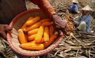 FOTO PANEN JAGUNG : Impor Dibuka, Harga Jagung Turun