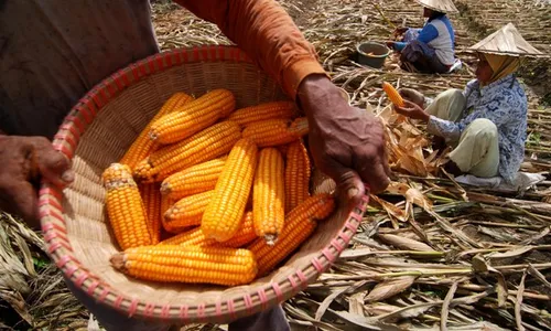 FOTO PANEN JAGUNG : Impor Dibuka, Harga Jagung Turun