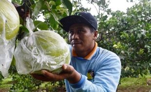 PERTANIAN MAGETAN : Jelang Tahun Baru Imlek, Petani Jeruk Pamelo Reguk Untung