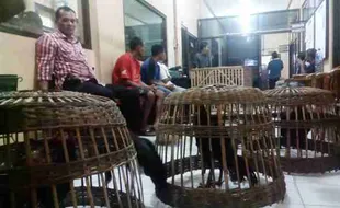 PERJUDIAN SRAGEN : Sabung Ayam Sragen Digerebek, Puluhan Penjudi Kabur Seperti Laron