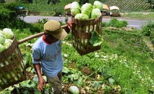 PERTANIAN MAGETAN : Anomali Cuaca Bikin Petani Kubis Tekor