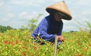 FOTO PERTANIAN MADIUN : Harga Cabai Merosot, Petani Madiun Merugi