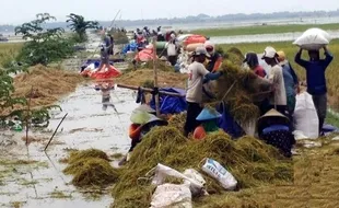 BANJIR BOJONEGORO : BPBD Bojonegoro Taksir Kerugian Banjir Bengawan Solo Rp837 Juta