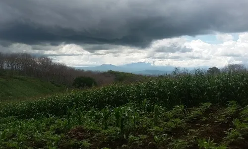 PERTANIAN MADIUN : Ratusan Kera Rusak Pesanggem Jagung di Lahan Perhutani Madiun