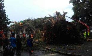 Pohon Beringin di Lapangan Denggung Roboh Timpa Kantor, 3 Pegawai Dilarikan ke Rumah Sakit