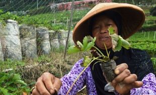 FOTO PERTANIAN MAGETAN : Teknik Runduk Petani Stroberi Magetan