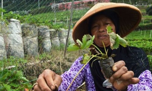 FOTO PERTANIAN MAGETAN : Teknik Runduk Petani Stroberi Magetan