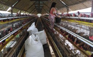 Permintaan Telur Meningkat, Ayam Semakin Tereksploitasi